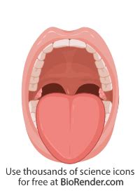 Free Mouth (open, Mallampati score class 2) Icons, Symbols & Images | BioRender