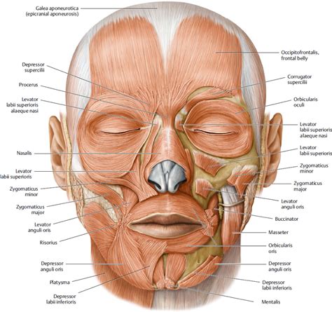 The superficial musculoaponeurotic system (SMAS) is the superficial ...