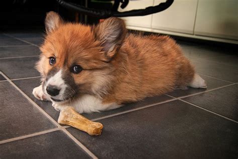 How To Train A Corgi Puppy Like A Professional Dog Trainer? - CuddleYourDogs - A Dog Blog