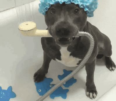 Dog Shower GIF - Find & Share on GIPHY