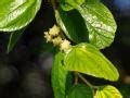 Indian jujube (Ziziphus mauritiana) | Feedipedia