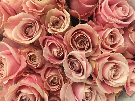 Free Images : nature, petal, pink rose, floristry, floribunda, flowering plant, garden roses ...