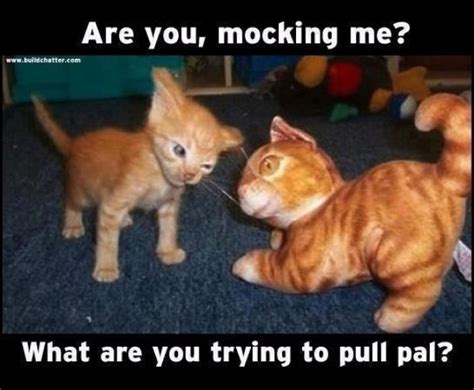 Angry kitten - Meme Guy