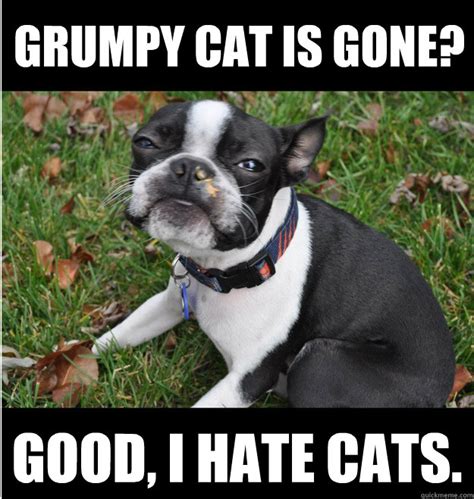 Grumpy Dog memes | quickmeme