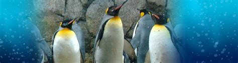 penguin-king1 - Polk Penguin Conservation Center