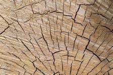 Tree Stump Texture Free Stock Photo - Public Domain Pictures