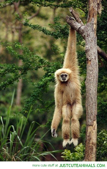 Hanging Around | Dieren, Schattige dieren, Wilde dieren