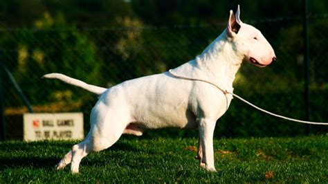 5 cosas que no sabíamos sobre el Bull Terrier