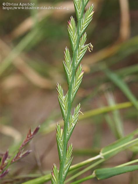 Lolium perenne 1/3 - 118038 - Biodiversidad Virtual / Plantas