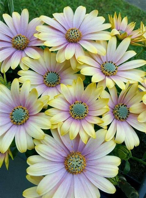 Lovely Daisies! With a purple blush at the centre! (With images ...