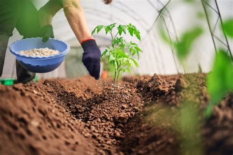 Fertilizing Tomatoes Plant in Greenhouse, Homegrown Organic Vegetables Stock Image - Image of ...