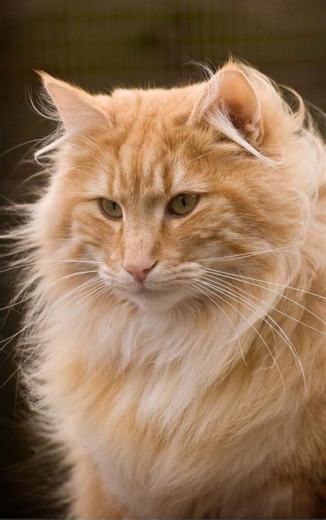 Fluffy Orange Cat Breeds - Pets Lovers