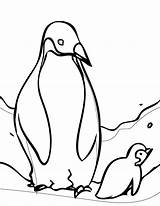 Penguin Coloring Pages 4  Coloringkidsorg sketch template