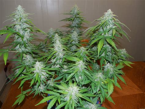 Himalaya Blue Diesel (von Short Stuff Seedbank) :: Cannabis Sorten Infos