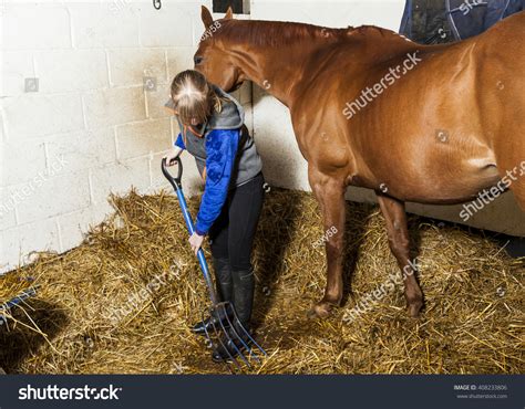 Young Woman 'Mucking Out' Cleaning Horse Stable. Stock Photo 408233806 : Shutterstock