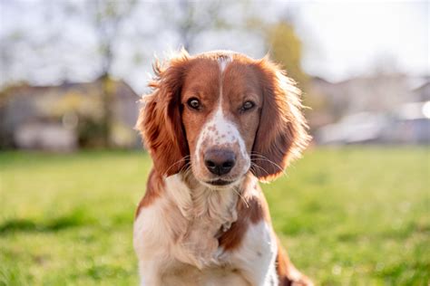 Welsh Springer Spaniel Facts: 7 Things to Know About This Hunting Breed