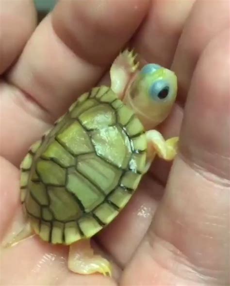 Cute Baby Turtle | [+] CUTE BABY