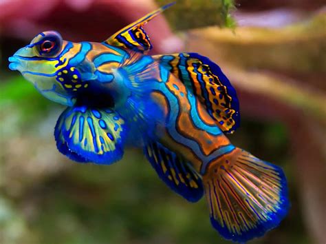 5 Best Tropical Fish For Advanced Aquarists | Fishkeeping Advice