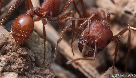 Red Harvester Ant Insect Macro Photos