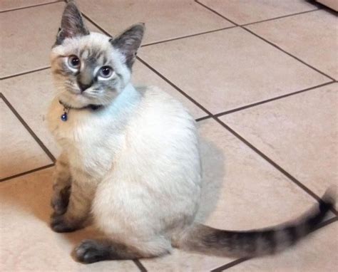 Year old Lynx Point Siamese | Pretty cats, Siamese cats, Siamese cats blue point