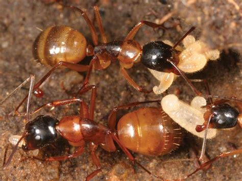 Carpenter Ant Lower Classifications