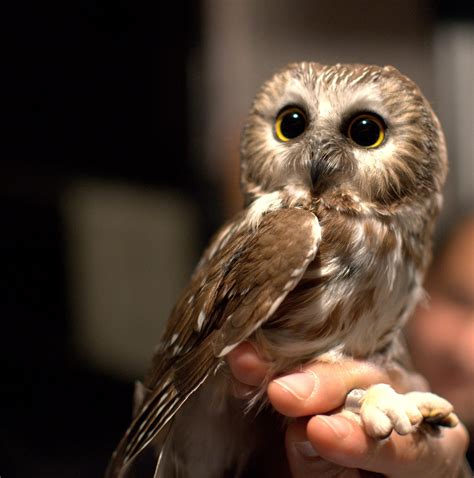 Their name makes them sound like bad pets, but god damn Screech Owls are cute : aww