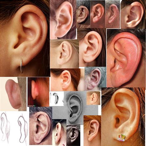 Human Ears Drawing at GetDrawings | Free download