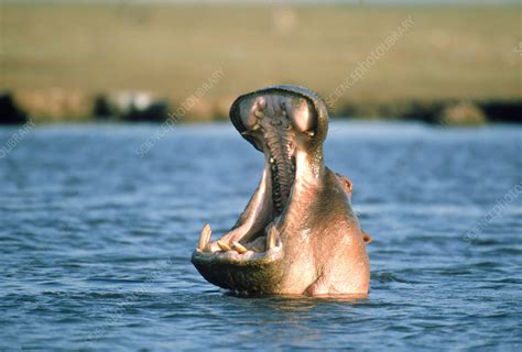 Hippopotamus yawning - Stock Image - Z948/0041 - Science Photo Library