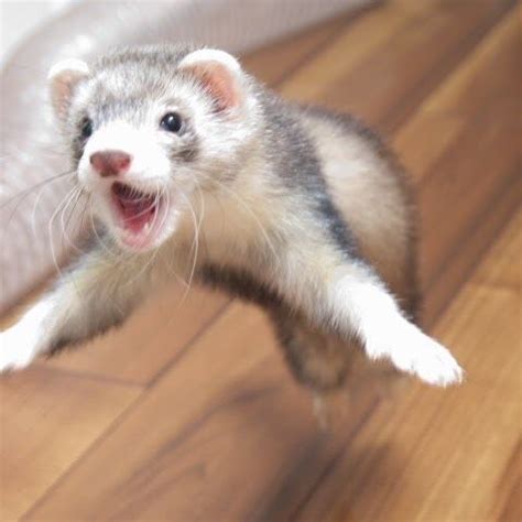 Pin on Cute Ferret