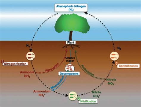 The Nitrogen And The Oxygen Cycle With Diagram