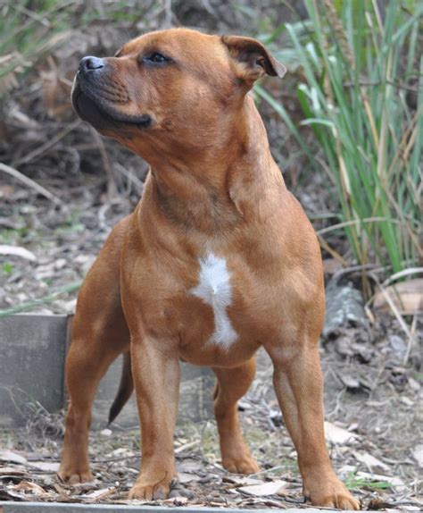 Lovely Staffie | Pitbull terrier, Staffy dog, Dog breeds