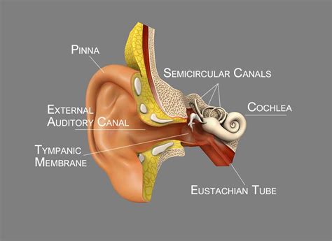 Clinical Examination of The Ear