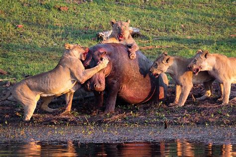 Lions vs hippo, Kariba | African wildlife, Hippo, Lion