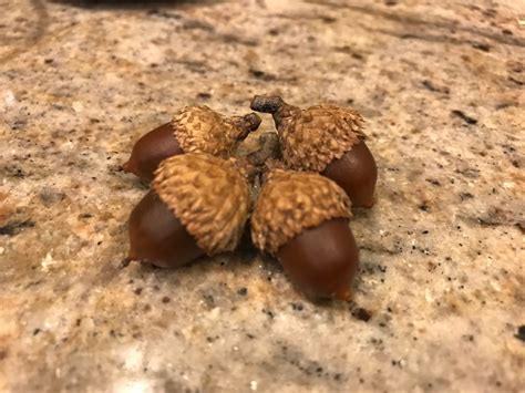 Black oak acorns Meduim Small 100 | Etsy