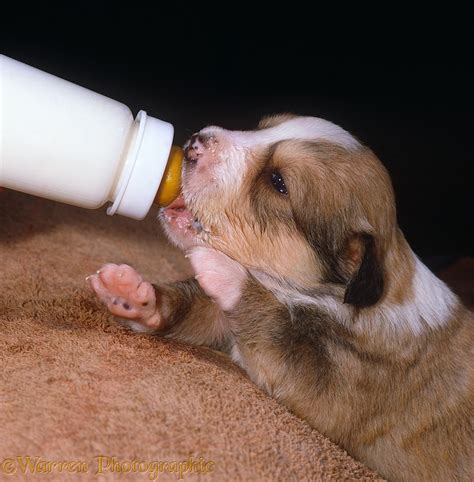 Dog: Border Collie puppy suckling from bottle photo WP24575