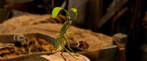 Bowtruckles - Pottermore