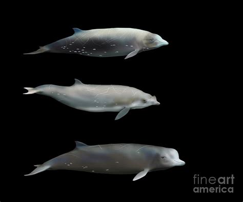 Beaked Whales Photograph by Mikkel Juul Jensen / Science Photo Library ...