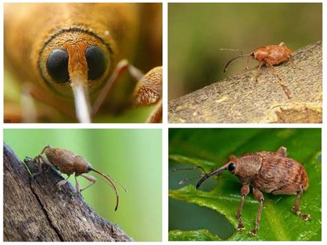 Acorn Weevil: photos, description and control measures