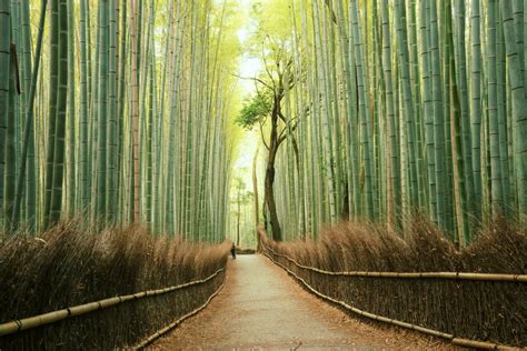 Arashiyama Bamboo Grove, Japan | Unreal Travel Destinations | POPSUGAR ...