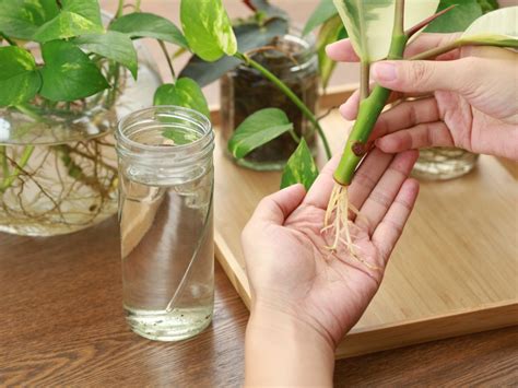 Tips For Propagating Houseplants With Cuttings | Gardening Know How