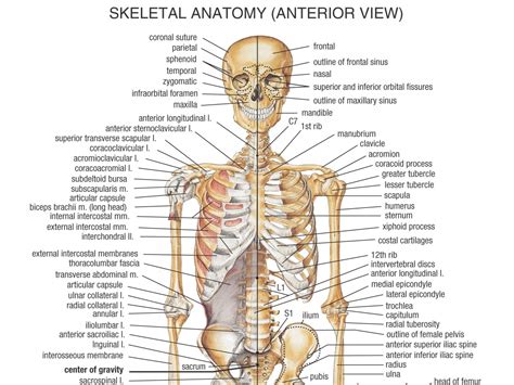 The Skeletal System Anatomy | Health Life Media