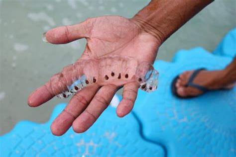 7 Unbelievable Transparent Sea Creatures - American Oceans