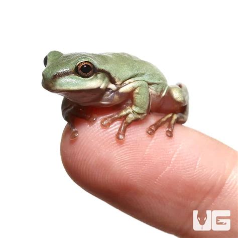 Baby Australian Blue Dumpy Tree Frog (Litoria caerulea) for sale ...