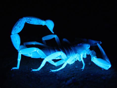 Scorpion Venom is the most expensive liquid on earth . (video) - GISTWHEEL