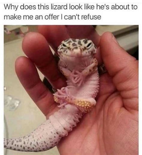 lol pinterest: @dcprxncess ️ for more pins follow me ️ | Funny animals, Cute reptiles, Funny ...