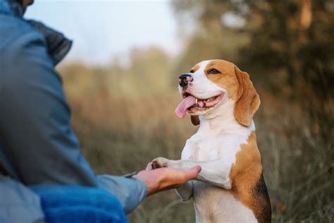 The 7 Top Dog Training Methods - Dog Training Techniques