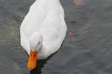 White Duck Swimming on Water Under Daylight. Stock Photo - Image of ...