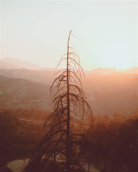 silhouette of trees under sky photo – Free Sunset Image on Unsplash