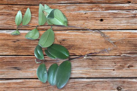 Lipstick Plant Propagation: A Comprehensive Guide - Plant Care Simplified