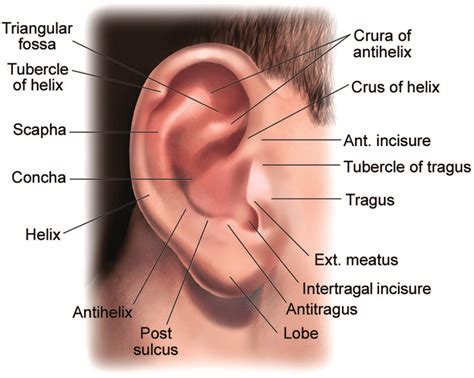 Anatomy of the external ear. | Download Scientific Diagram